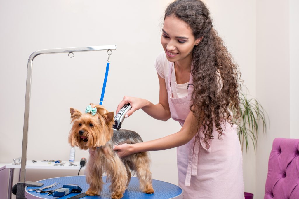 Tips on Choosing the Right Home Pet Grooming Services